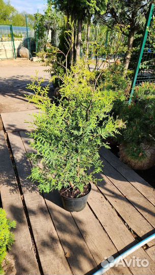 Туя брабант 100-120см