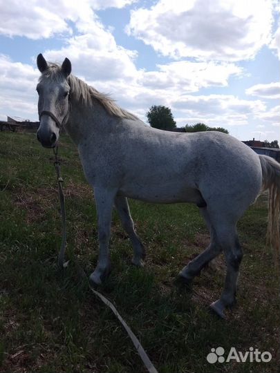 Продам мерина