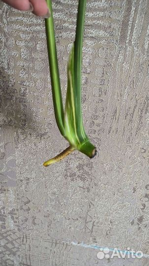 Монстера тайское созвездие