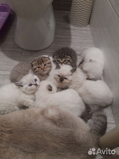 Британский кот вязка
