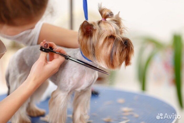 Услуги грумера