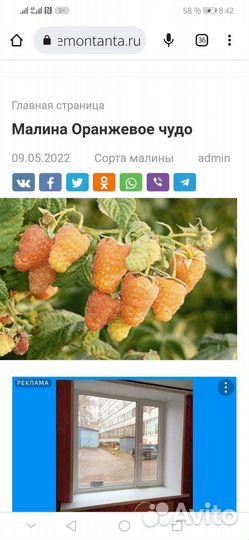 Саженцы желтой малины