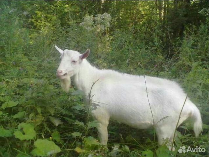 Козлик 11 месяцев