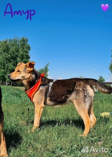 Ласковый пёс из приюта ищет дом