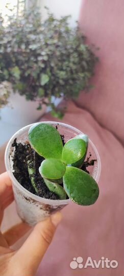 Толстянка денежное дерево