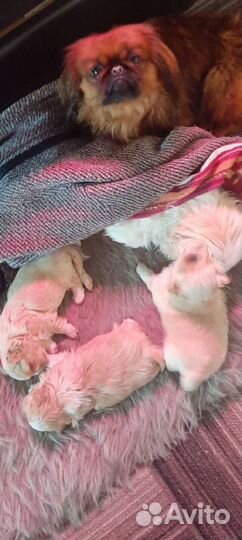 Щенки пекинеса