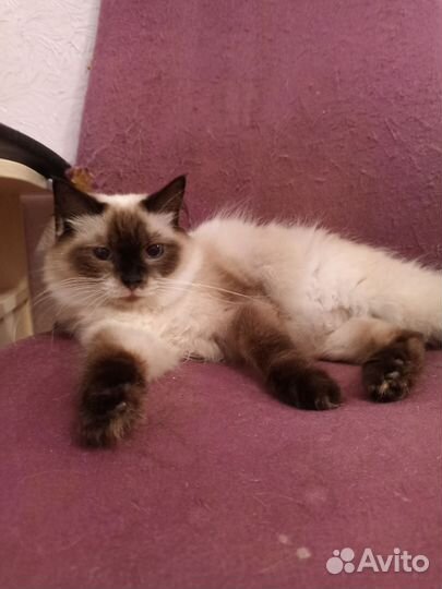 Невская маскарадная