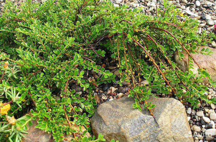 Кизильник плоский