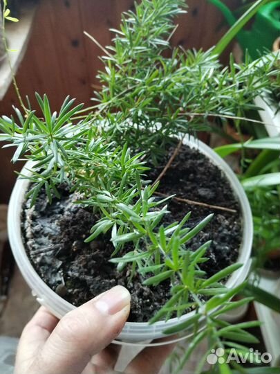 Аспарагус (ёлочка)