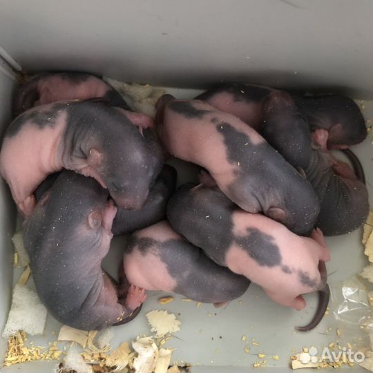 Декоративные крысята