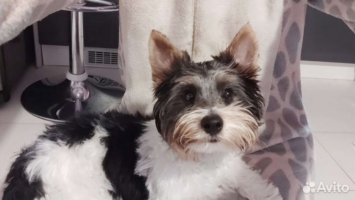 Бивер вязка