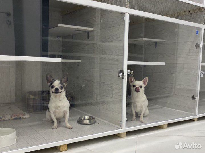 Передержка животных (домашняя/вольерная)