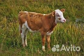 Продам телят