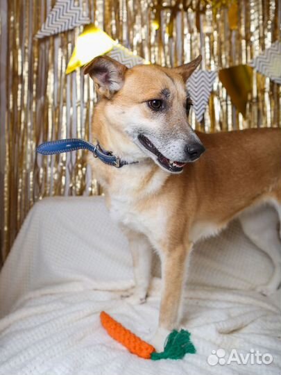 Бывшедомашняя Шейла мечтает обрести дом