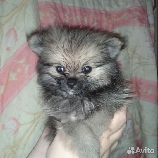 Щенки шпица