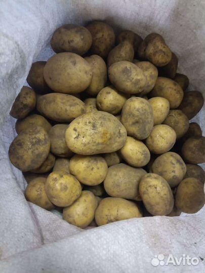 Картофель деревенский отборный