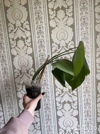 Комнатные цветы