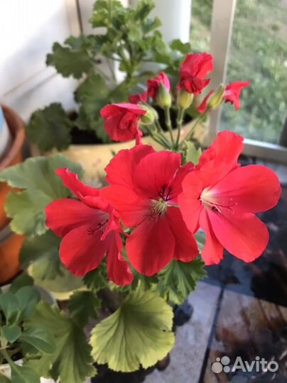 Пеларгония герань