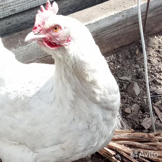 Куры несушки