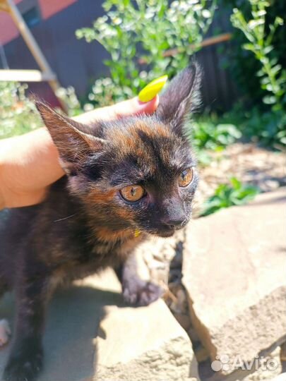 Кошечка, котенок необыкновенно красивого окраса