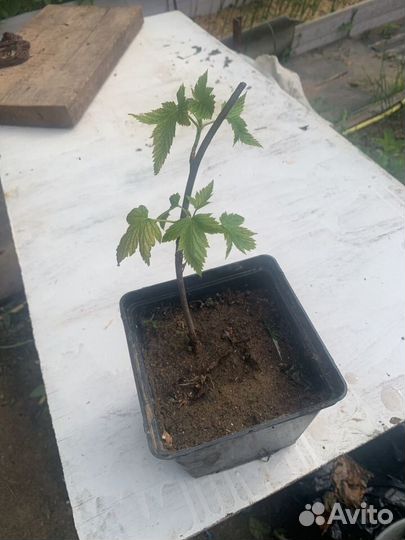 Саженцы черной смородины