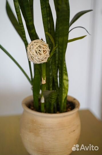 Сансевиерия щучий хвост