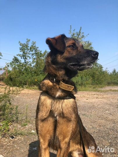 Дружок - собака, которая будет настоящим Другом