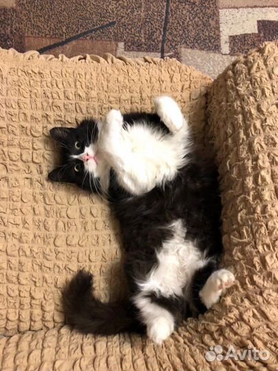 Кошечке нужен дом. Кошка в добрые руки