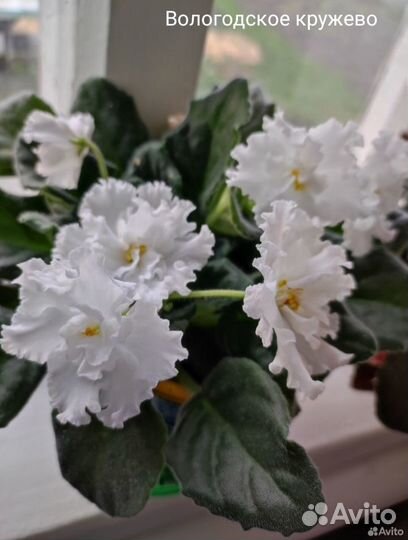 Пераргония красная