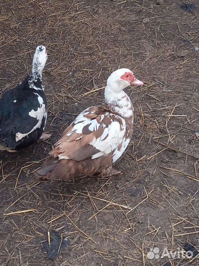 Индоутки. Селезни