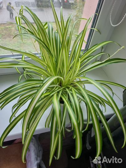 Хлорофитум