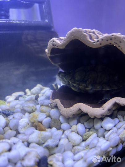 Черепашка бронь