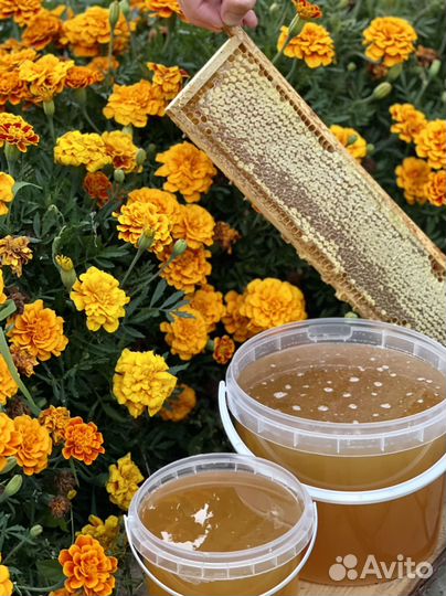 Сотовый мед / Мёд в сотах / Мед в рамке