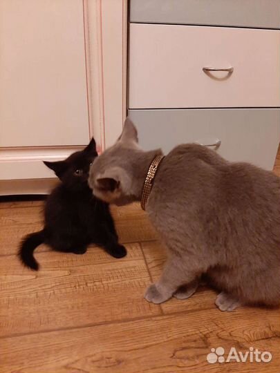 Котенок от британки