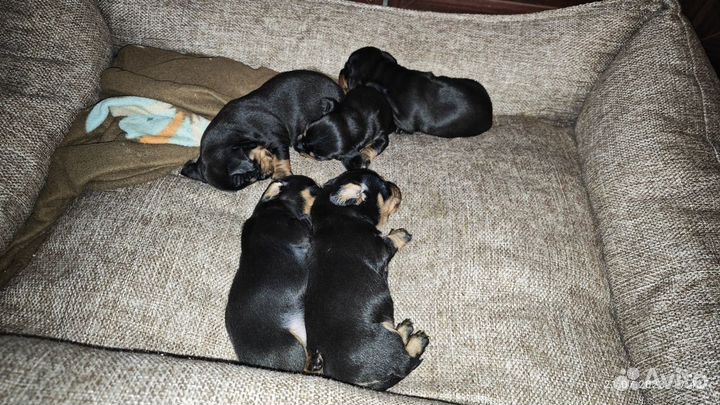 Щенки Таксы