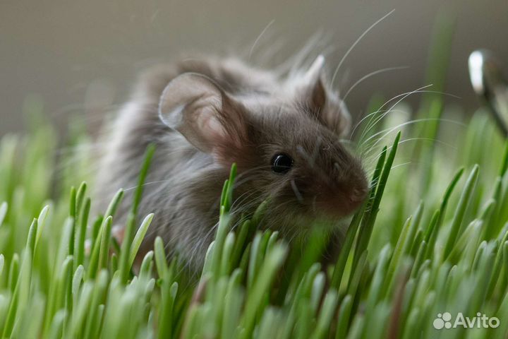 Декоративные мыши