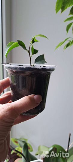 Фикус бенджамина