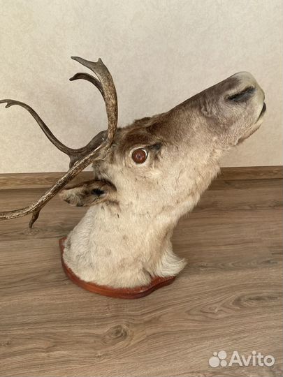 Чучело головы оленя