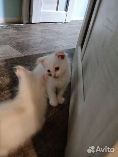 Вислоухие котята в добрые руки