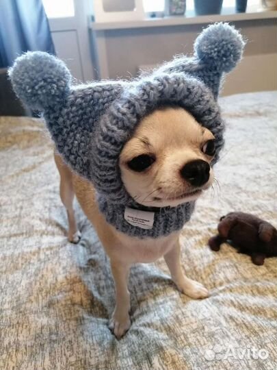 Шапочки для собак