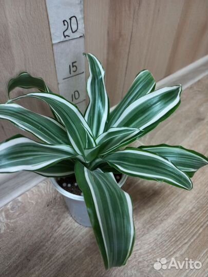 Комнатные растения и сопутствующее