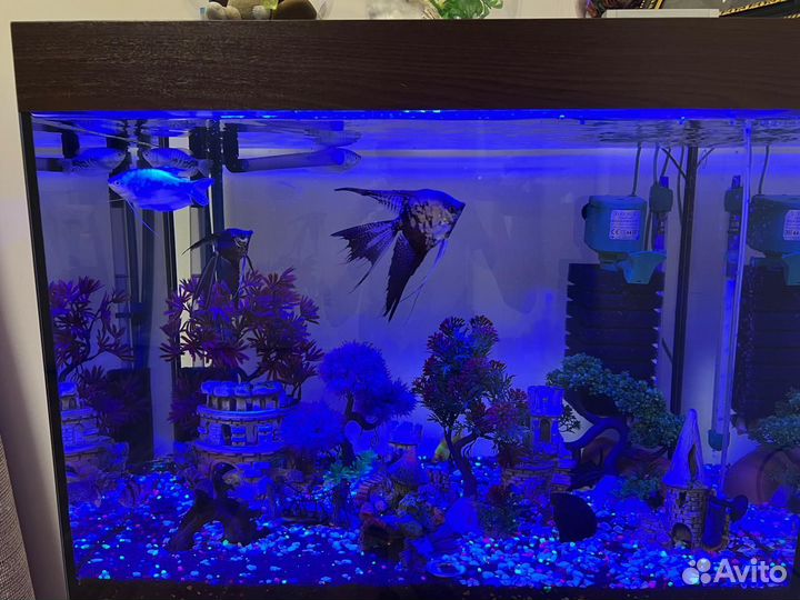 Аквариум