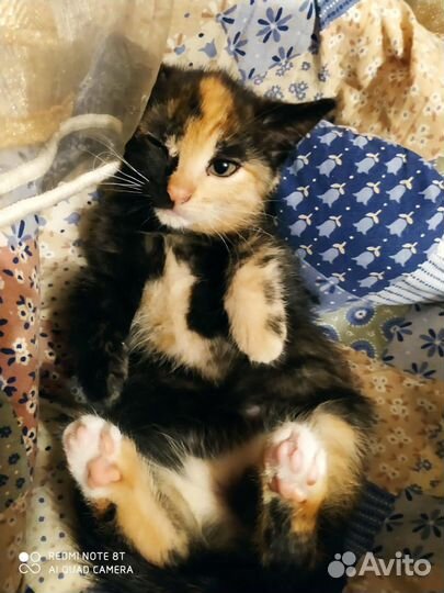 Котята