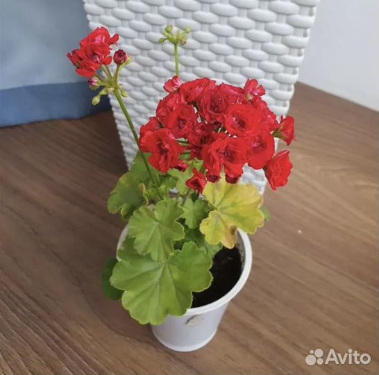 Пеларгония розебудная (сейчас цветет)