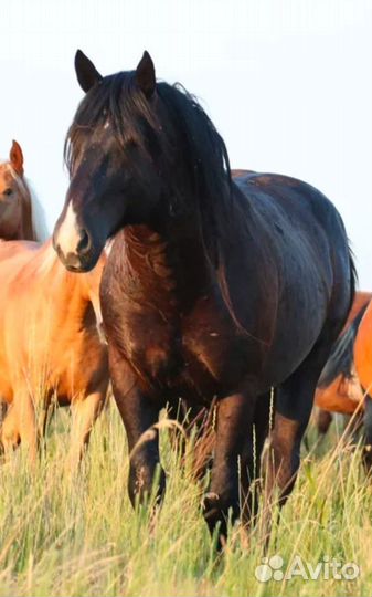 Лошадь жеребец