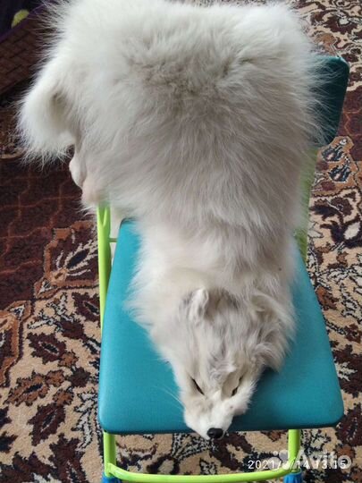 Шкурки песца