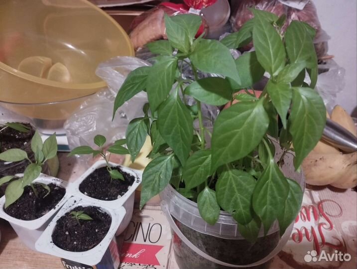 Острый перец 