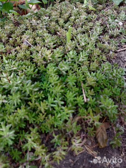 Многолетники Почвопокровники