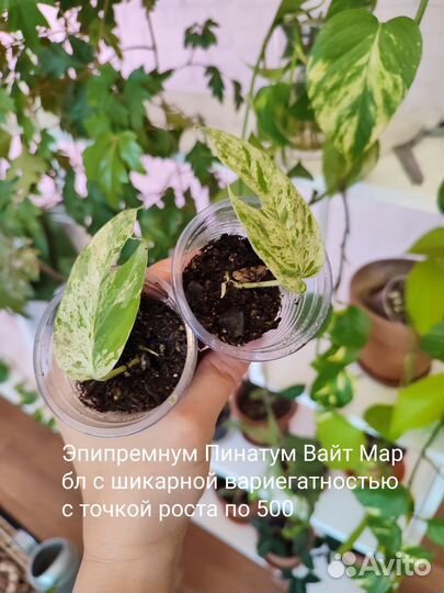 Комнатные растения
