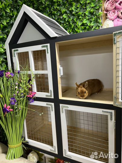 Элитные Мини кролики